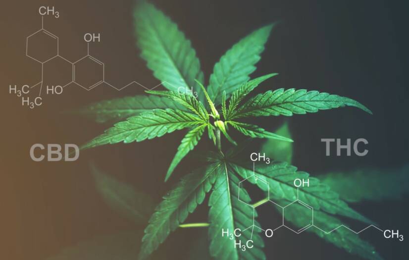 CBD kontra THC: Känner du till skillnaden i effekter och användningsområden?