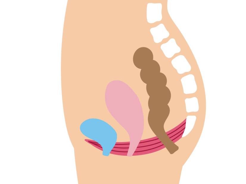 Bäckenbotten: vad är dess funktion och betydelse hos kvinnor + Övningar för att stärka och slappna av