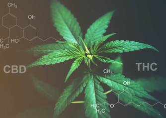 CBD kontra THC: Känner du till skillnaden i effekter och användningsområden?